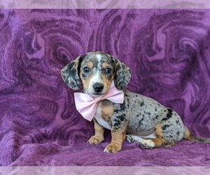 Dachshund Puppy for sale in HONEY BROOK, PA, USA