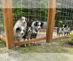 Small Photo #90 Border Collie Puppy For Sale in MOSIER, OR, USA
