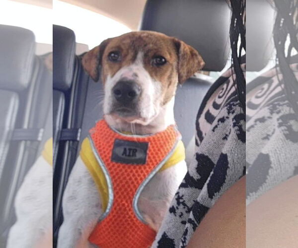 Medium Photo #16 Labrador Retriever-Unknown Mix Puppy For Sale in Rosenberg, TX, USA