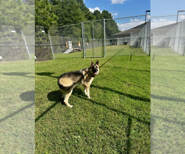 Medium Photo #10 German Shepherd Dog Puppy For Sale in Glen Allen, VA, USA