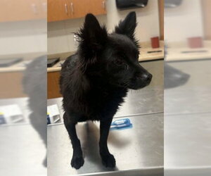 Chihuahua Dogs for adoption in San Martin, CA, USA