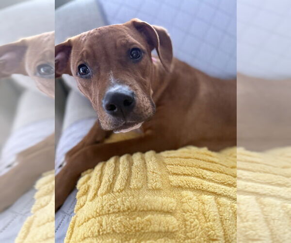 Medium Photo #2 Mutt Puppy For Sale in Evansville, IN, USA