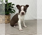 Small #3 Boston Terrier