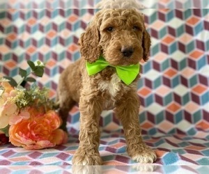 Goldendoodle (Miniature) Puppy for sale in LANCASTER, PA, USA