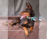Small #1 Doberman Pinscher
