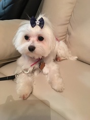 Mother of the Maltese puppies born on 05/16/2018
