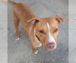 Small #7 American Pit Bull Terrier Mix