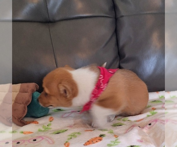 Medium Photo #6 Pembroke Welsh Corgi Puppy For Sale in ARROYO GRANDE, CA, USA