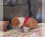 Small #5 Pembroke Welsh Corgi