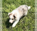 Small #6 Shetland Sheepdog
