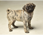 Small Photo #5 Pug Puppy For Sale in NEW CASTLE, IN, USA