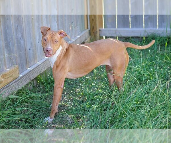 Medium Photo #5 American Pit Bull Terrier Puppy For Sale in Jackson, MS, USA