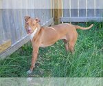 Small Photo #5 American Pit Bull Terrier Puppy For Sale in Jackson, MS, USA