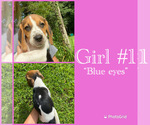 Small Photo #3 Beagle Puppy For Sale in MADISON, FL, USA