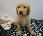 Small Photo #11 Goldendoodle Puppy For Sale in LENA, IL, USA
