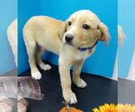 Small #2 Beagle-Vizsla Mix