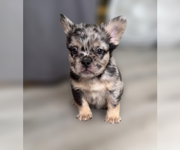 Medium Photo #7 French Bulldog Puppy For Sale in PALMDALE, CA, USA
