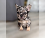 Small #6 French Bulldog