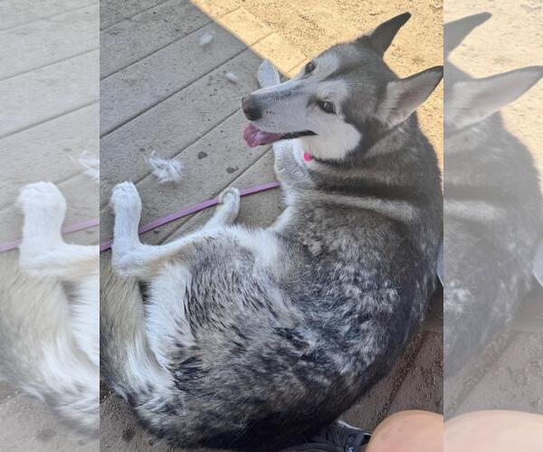 Medium Photo #1 Huskies -Unknown Mix Puppy For Sale in Incline Village, NV, USA