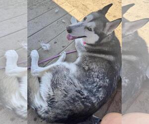 Medium Huskies  Mix