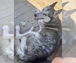 Small Huskies  Mix