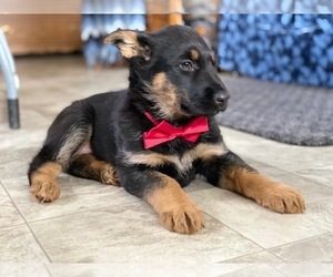 German Shepherd Dog Puppy for sale in LANCASTER, PA, USA