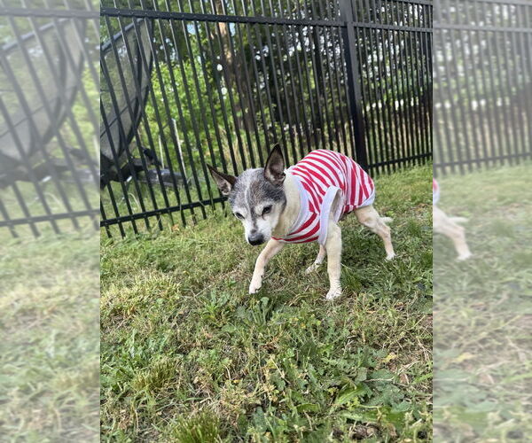 Medium Photo #8 Chihuahua-Unknown Mix Puppy For Sale in Mooresville, NC, USA