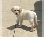 Small #2 Labrador Retriever