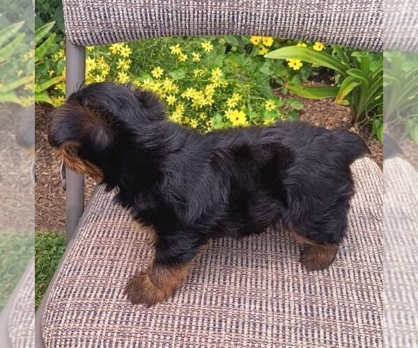 Medium Photo #3 Yorkshire Terrier Puppy For Sale in ECONOMY, IN, USA