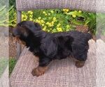 Small #2 Yorkshire Terrier