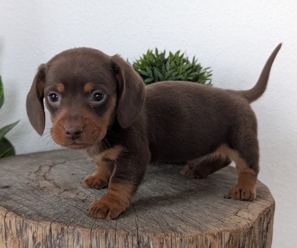 Medium Photo #3 Dachshund Puppy For Sale in GOSHEN, IN, USA