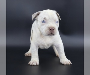 American Bully Puppy for sale in CHAMPAIGN, IL, USA