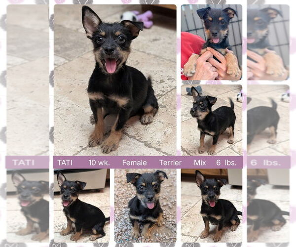 Medium Photo #3 Mutt Puppy For Sale in Mesa, AZ, USA