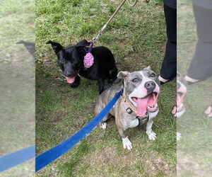 Pru (special needs) - Female Staffordshire Bull Terrier-Unknown Mix Dog for Adoption - Photo #5