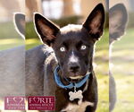 Small Border Collie-Siberian Husky Mix