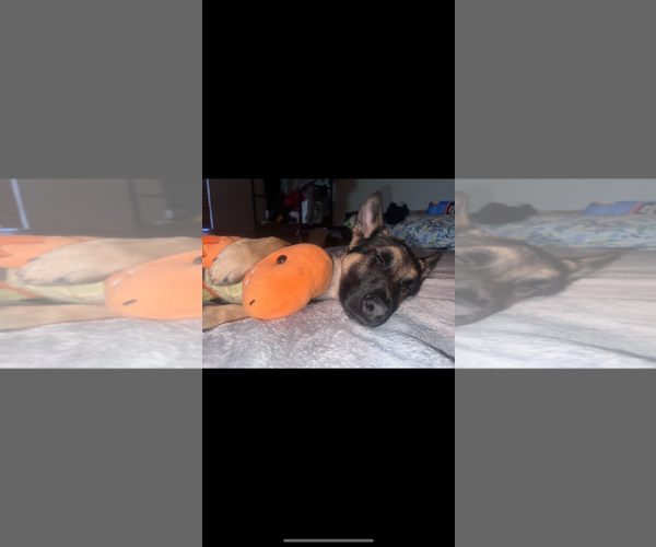 Medium Photo #1 German Shepherd Dog-Unknown Mix Puppy For Sale in Woodland, CA, USA