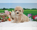 Small Photo #1 Poodle (Toy) Puppy For Sale in LOS ANGELES, CA, USA