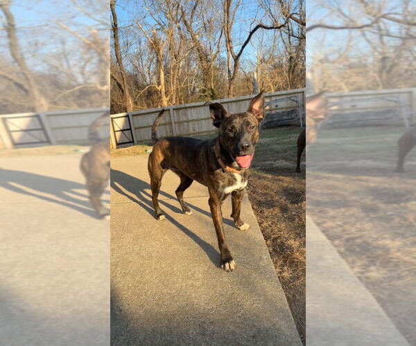 Medium Photo #5 Mutt Puppy For Sale in Evansville, IN, USA