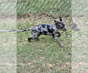 Louise - Female Catahoula Leopard Dog-Labrador Retriever Mix Dog for Adoption - Photo #4