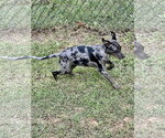Small Photo #4 Catahoula Leopard Dog-Labrador Retriever Mix Puppy For Sale in Lakemont, GA, USA