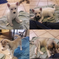 Siberian Husky Puppy for sale in FORT WORTH, TX, USA