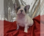 Puppy Abbi French Bulldog