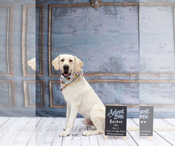 Medium Photo #1 Labrador Retriever-Unknown Mix Puppy For Sale in San Diego, CA, USA