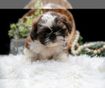 Small Photo #8 Shih Tzu Puppy For Sale in CLARE, MI, USA