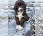 Small Photo #5 Aussiedoodle Puppy For Sale in MAYFIELD, KY, USA