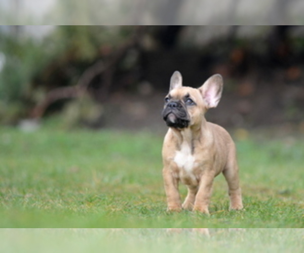 Medium Photo #31 French Bulldog Puppy For Sale in Kiskoros, Bacs-Kiskun, Hungary