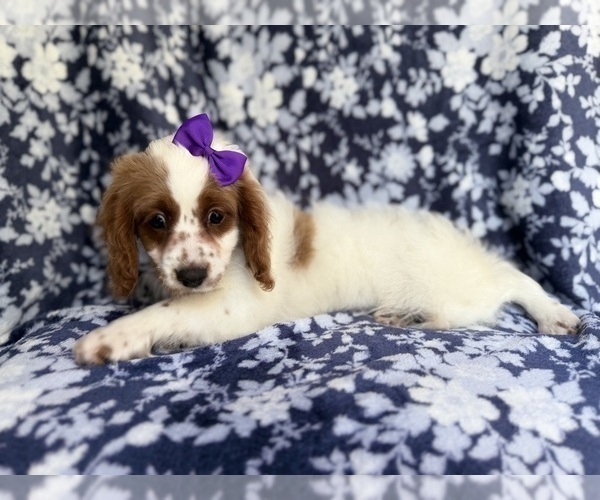 Medium Photo #8 Cavapoo (Miniature) Puppy For Sale in LAKELAND, FL, USA