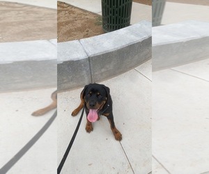 Rottweiler Puppy for sale in CHANDLER, AZ, USA