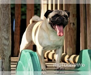 Father of the Jug-Pug Mix puppies born on 08/28/2023