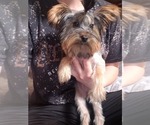 Small Photo #1 Yorkshire Terrier Puppy For Sale in WINDYVILLE, MO, USA